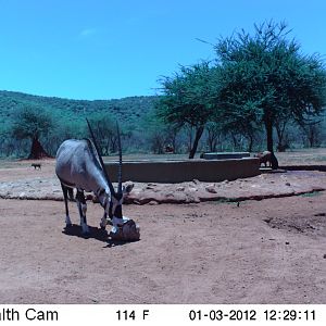 Trail Camera Namibia