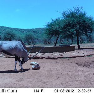 Trail Camera Namibia