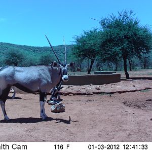 Trail Camera Namibia