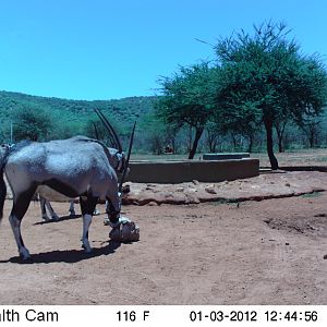 Trail Camera Namibia