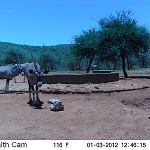 Trail Camera Namibia