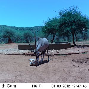 Trail Camera Namibia