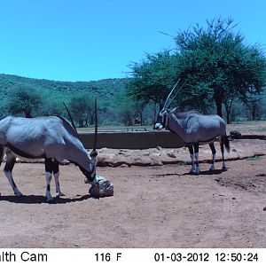 Trail Camera Namibia