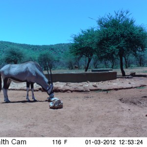 Trail Camera Namibia