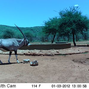 Trail Camera Namibia