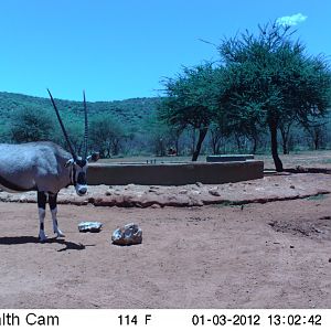 Trail Camera Namibia