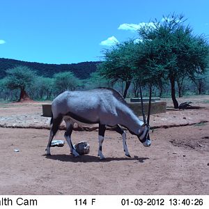 Trail Camera Namibia