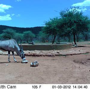 Trail Camera Namibia