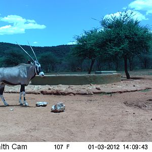 Trail Camera Namibia