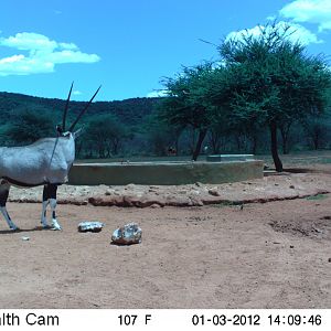 Trail Camera Namibia