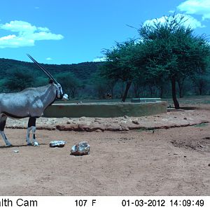 Trail Camera Namibia