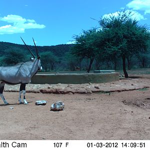 Trail Camera Namibia