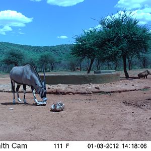 Trail Camera Namibia