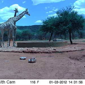 Trail Camera Namibia