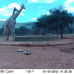 Trail Camera Namibia