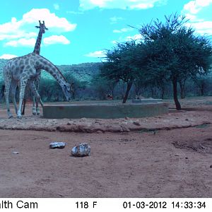 Trail Camera Namibia