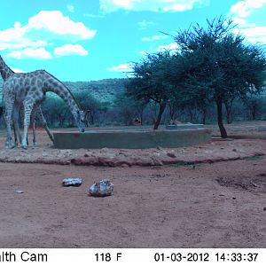 Trail Camera Namibia