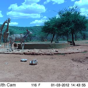 Trail Camera Namibia