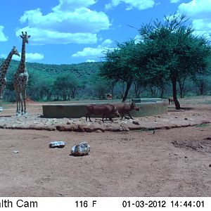 Trail Camera Namibia