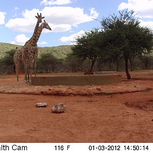 Trail Camera Namibia