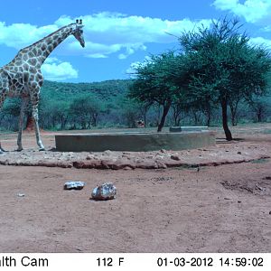 Trail Camera Namibia