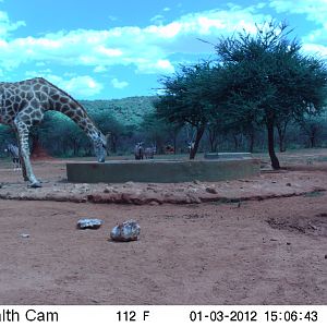 Trail Camera Namibia