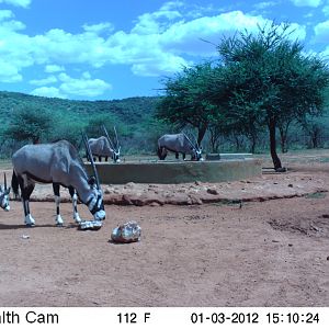 Trail Camera Namibia