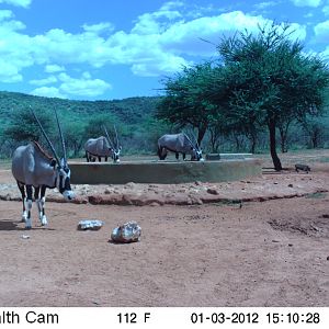 Trail Camera Namibia