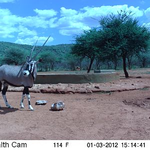 Trail Camera Namibia