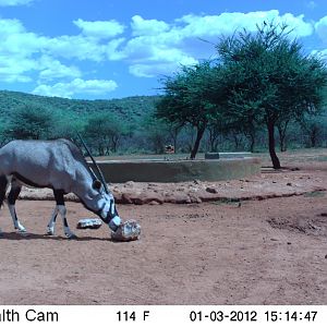 Trail Camera Namibia