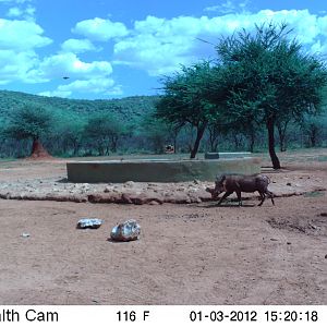 Trail Camera Namibia