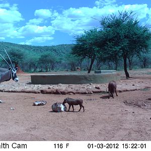 Trail Camera Namibia