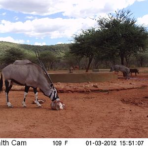 Trail Camera Namibia