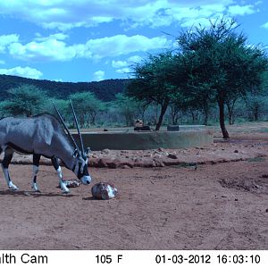 Trail Camera Namibia