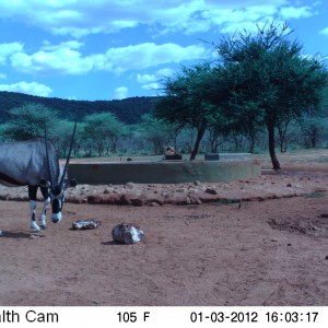 Trail Camera Namibia