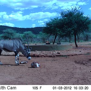 Trail Camera Namibia