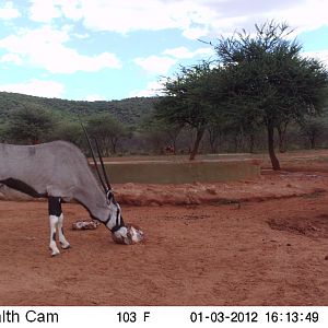 Trail Camera Namibia