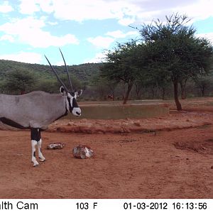 Trail Camera Namibia