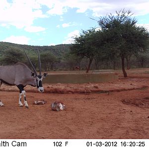 Trail Camera Namibia