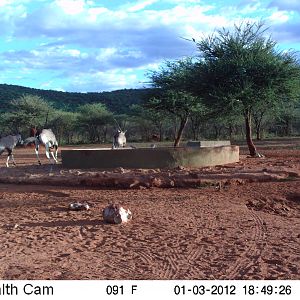 Trail Camera Namibia