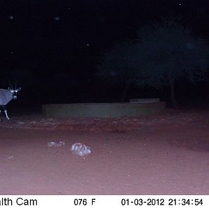 Trail Camera Namibia