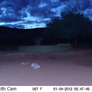 Trail Camera Namibia