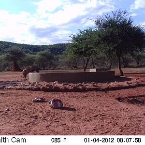 Trail Camera Namibia