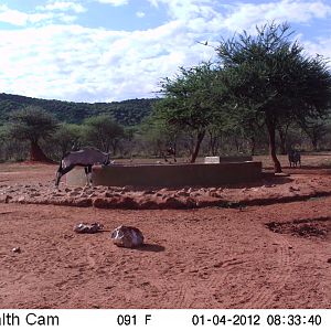 Trail Camera Namibia