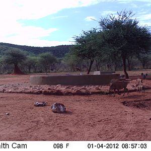 Trail Camera Namibia