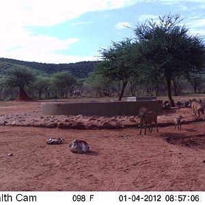 Trail Camera Namibia