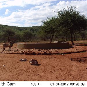 Trail Camera Namibia