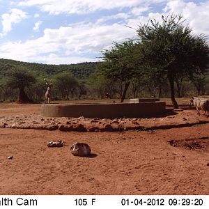 Trail Camera Namibia