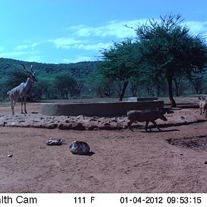 Trail Camera Namibia