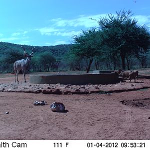 Trail Camera Namibia